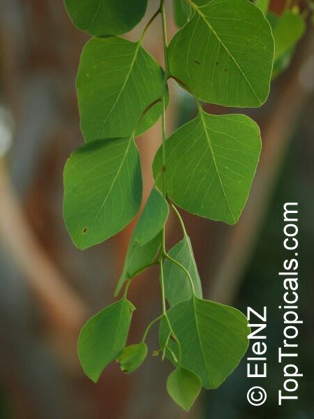 Eucalyptus sp., Eucalyptus. Eucalyptus bigalerita