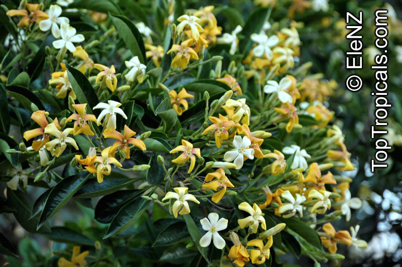 Fagraea berteriana , Perfume Flower Tree, Pua Keni Keni