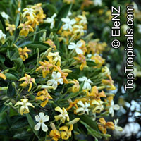 Fagraea berteriana , Perfume Flower Tree, Pua Keni Keni

Click to see full-size image