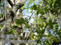 Ficus sp., Ficus

Click to see full-size image