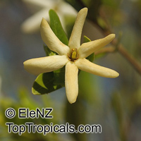 Gardenia jabiluka, Gardenia

Click to see full-size image