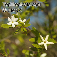 Gardenia jabiluka, Gardenia

Click to see full-size image