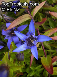 Gentiana sp., Gentian

Click to see full-size image
