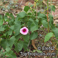 Ipomoea abrupta, Convolvulus abruptus, Bush Potato, Bush Yam

Click to see full-size image