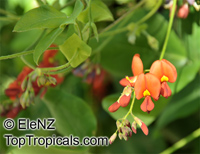 Kennedia macrophylla, Kennedya marryattae, Cape Leewin Climber, Coral Pea

Click to see full-size image