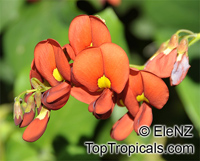 Kennedia macrophylla, Kennedya marryattae, Cape Leewin Climber, Coral Pea

Click to see full-size image