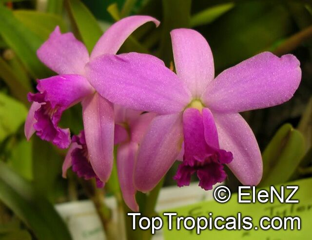 Cattleya sp., Cattleya Orchid. Laeliocattleya Molly Tyler