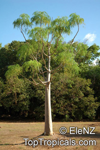 Moringa drouhardii, Malagasy Moringa

Click to see full-size image