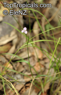 Murdannia graminea, Grass Lily

Click to see full-size image
