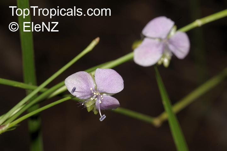 Murdannia graminea, Grass Lily