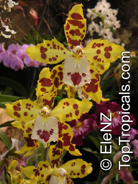 Oncidium sp., Oncidium Orchid. Oncidium megaglossum X Oncidium moselle
