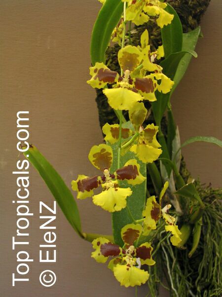 Oncidium sp., Oncidium Orchid. Oncidium sarcodes