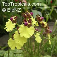 Oncidium sp., Oncidium Orchid

Click to see full-size image