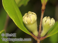Osbornia octodonta, Myrtle Mangrove

Click to see full-size image