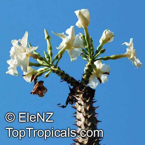 Pachypodium rutenbergianum, Madagascar Palm