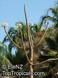 Pachypodium rutenbergianum, Madagascar Palm

Click to see full-size image