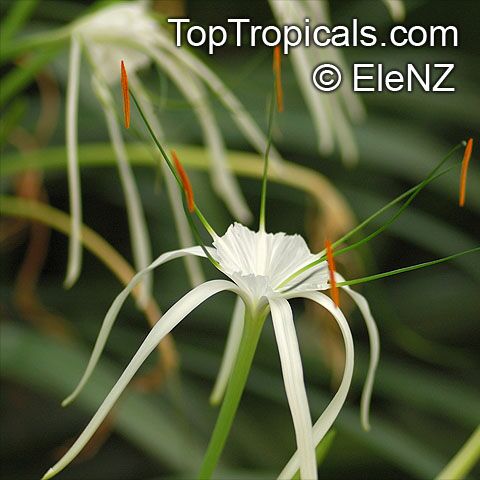 Hymenocallis speciosa, Pancracium speciosum, Spider Lily