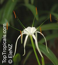 Hymenocallis speciosa, Pancracium speciosum, Spider Lily

Click to see full-size image