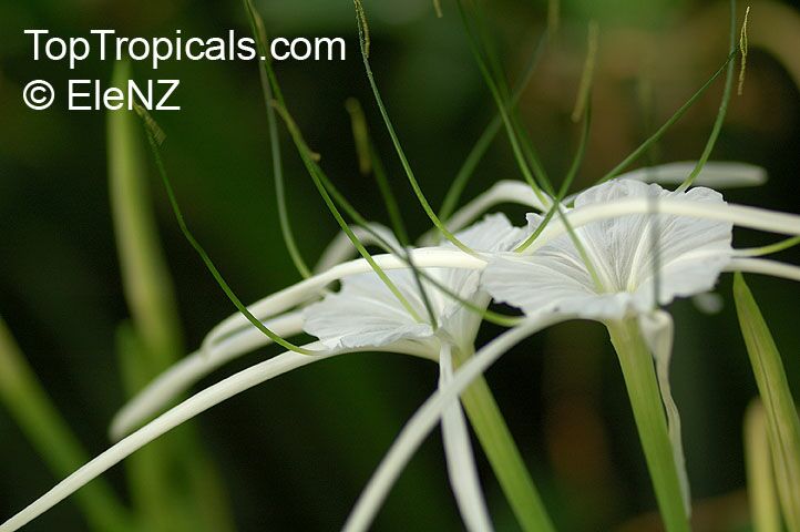 Hymenocallis speciosa, Pancracium speciosum, Spider Lily