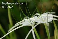 Hymenocallis speciosa, Pancracium speciosum, Spider Lily

Click to see full-size image