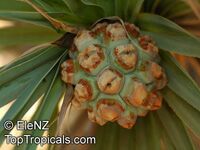 Pandanus sp., Screw Pine, Screw Palm

Click to see full-size image