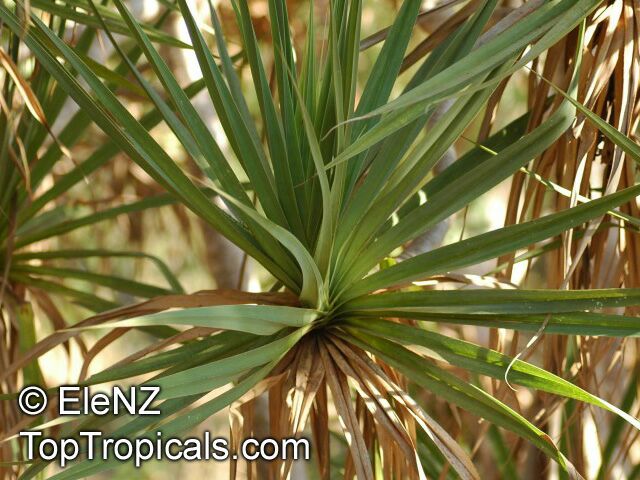 Pandanus sp., Screw Pine, Screw Palm. Pandanus basedowii