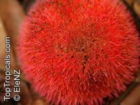Parkia sumatrana, Parkia 

Click to see full-size image