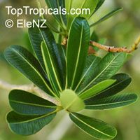 Plumeria cubanensis, Plumeria 

Click to see full-size image