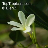 Plumeria cubanensis, Plumeria 

Click to see full-size image