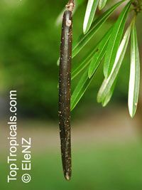 Plumeria stenophylla, Plumeria stenofilla, Frangipani

Click to see full-size image