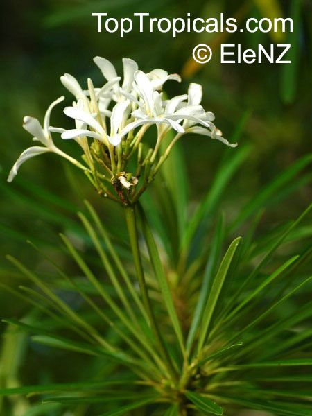Plumeria stenophylla, Plumeria stenofilla, Frangipani