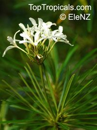 Plumeria stenophylla, Plumeria stenofilla, Frangipani

Click to see full-size image