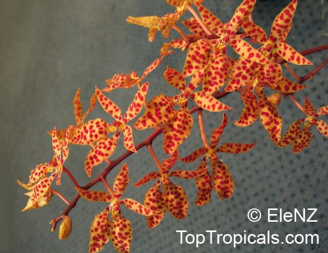 Renanthera sp., Fireworks orchid