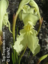 Roscoea sp., Roscoea

Click to see full-size image