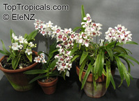 Sarcochilus sp., Sarcochilus

Click to see full-size image