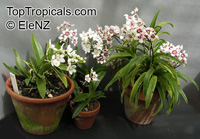 Sarcochilus sp., Sarcochilus

Click to see full-size image