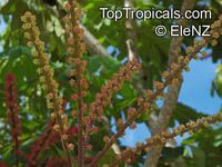 Schefflera actinophylla, Brassaia actinophylla, Tupidanthus calyptratus, Umbrella Tree, Octopus Tree

Click to see full-size image