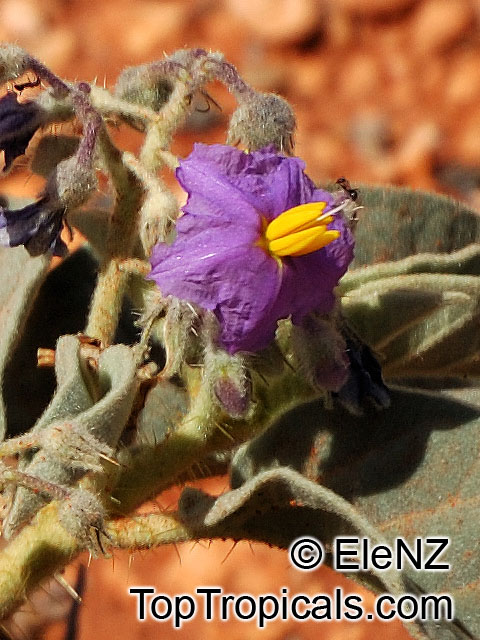 Solanum lasiophyllum, Flannel Bush, Native Tomato