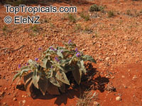 Solanum lasiophyllum, Flannel Bush, Native Tomato

Click to see full-size image