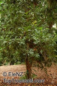 Stenocarpus sinuatus, Firewheel Tree

Click to see full-size image