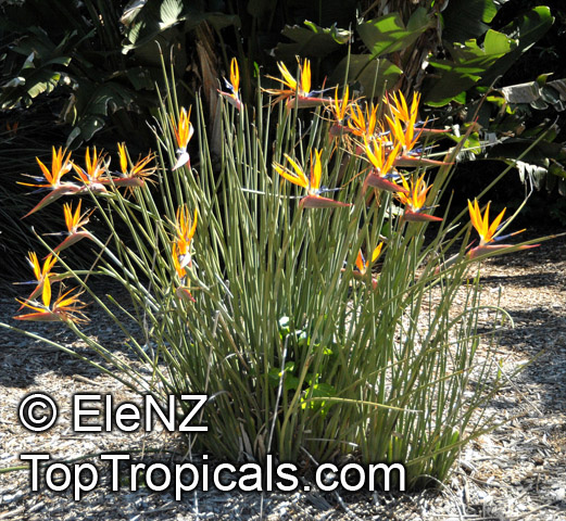 Strelitzia reginae, Bird of Paradise, Crane Flower, Stelitzia. Strelitzia reginae var. juncea