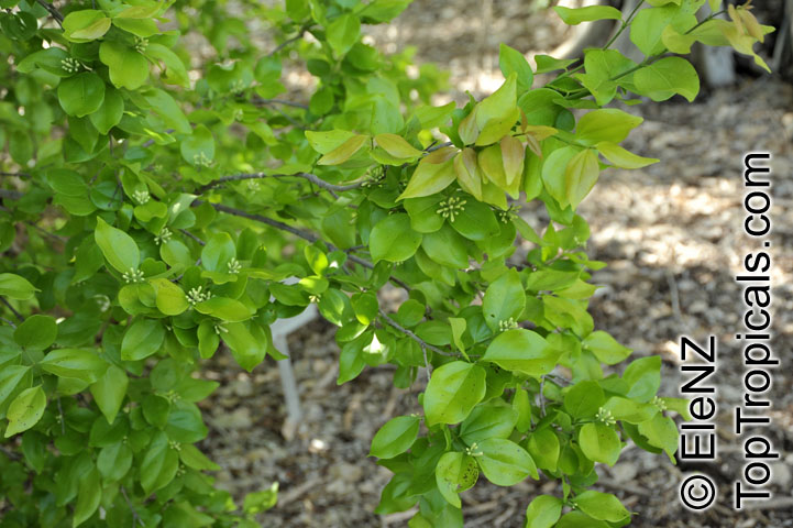 Strychnos lucida, Strychnos nux-vomica, Nux-vomica, Poison Nut, Snake-wood, Strychnine Tree