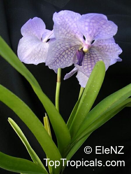 Vanda sp., Vanda Orchid. Vanda Rothschildiana