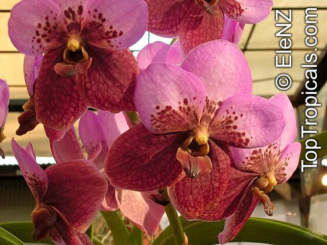 Vanda sp., Vanda Orchid. Vandaceous sp.