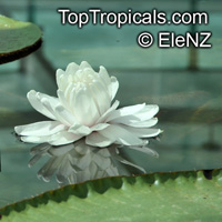 Victoria amazonica, Victoria regia, Amazon Waterlily

Click to see full-size image