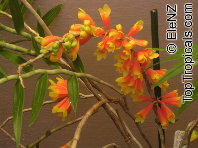 Dendrobium sp., Dendrobium Orchid. Dendrobium lawesii (?)