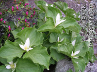 Trillium sp., Trillium, Wakerobin, Tri Flower, Birthroot

Click to see full-size image
