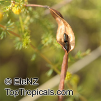 Acacia adoxa, Acacia

Click to see full-size image