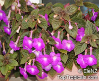 Achimenes sp., Cupid's Bower, Hot Water Plant, Monkey-Faced Pansy, Magic Flower, Orchid Pansy

Click to see full-size image