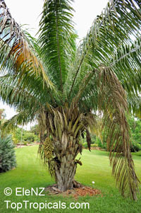 Attalea cephalotus, Scheelea cephalotes, Shapaja, American Oil Palm

Click to see full-size image